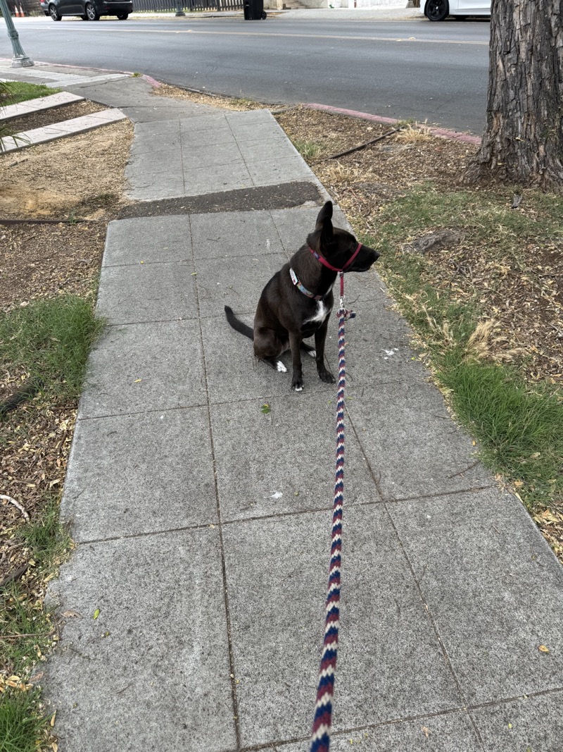 A picture of a black dog named Bowie sitting, taken on July 6 2024 at 7:58 am